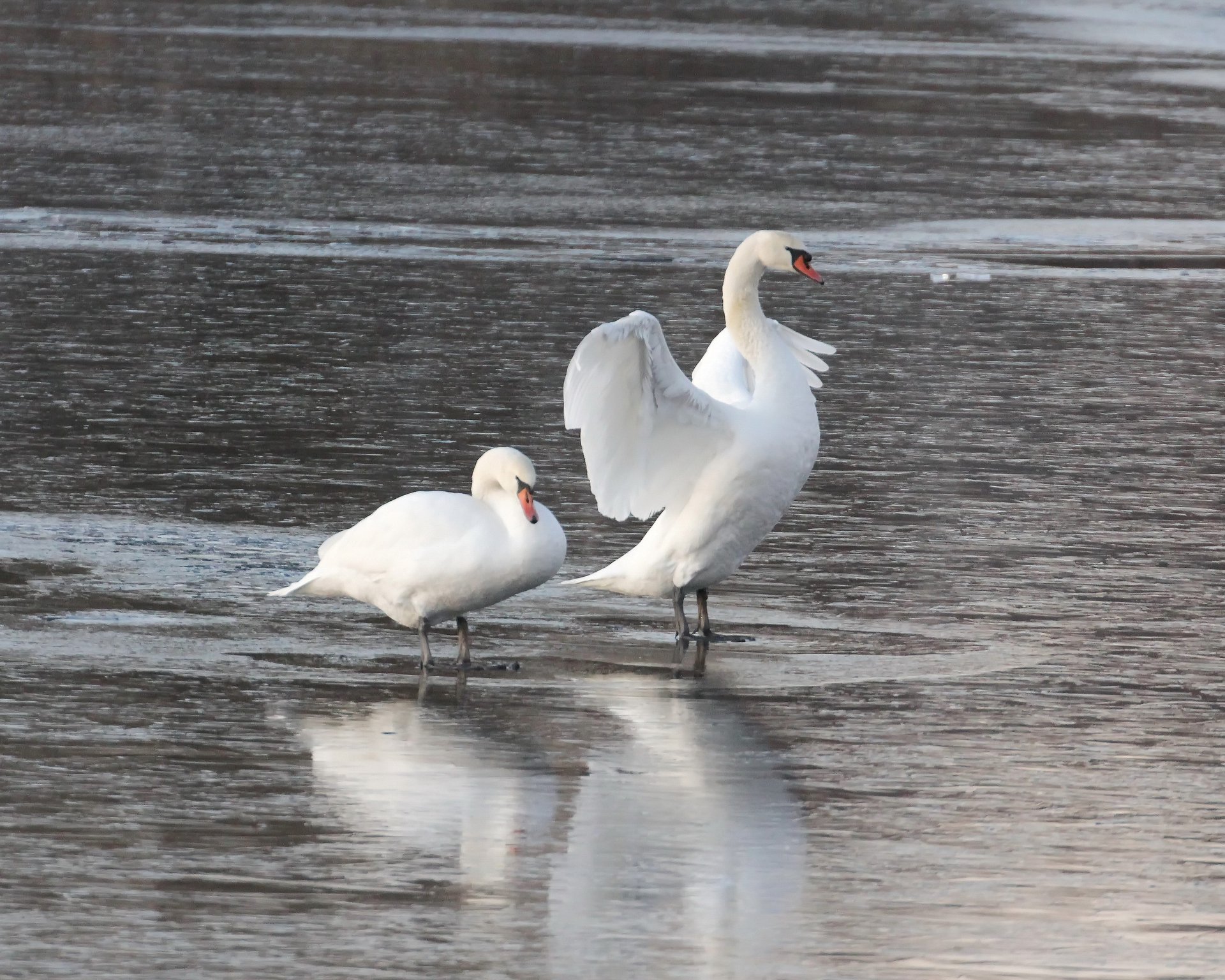Жители Климово сообщают о замерзающих на озере лебедях