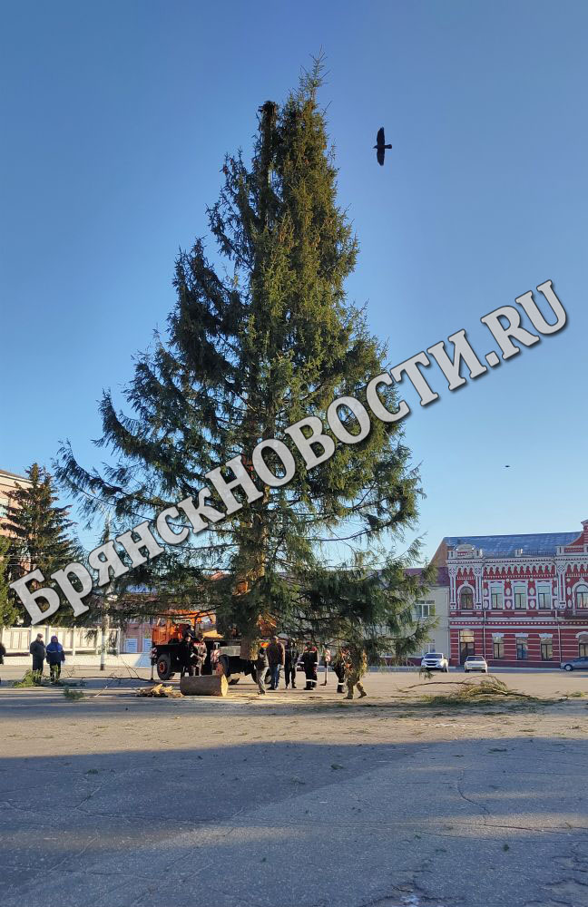 Главная новогодняя ель в Новозыбкове высотой 22 метра
