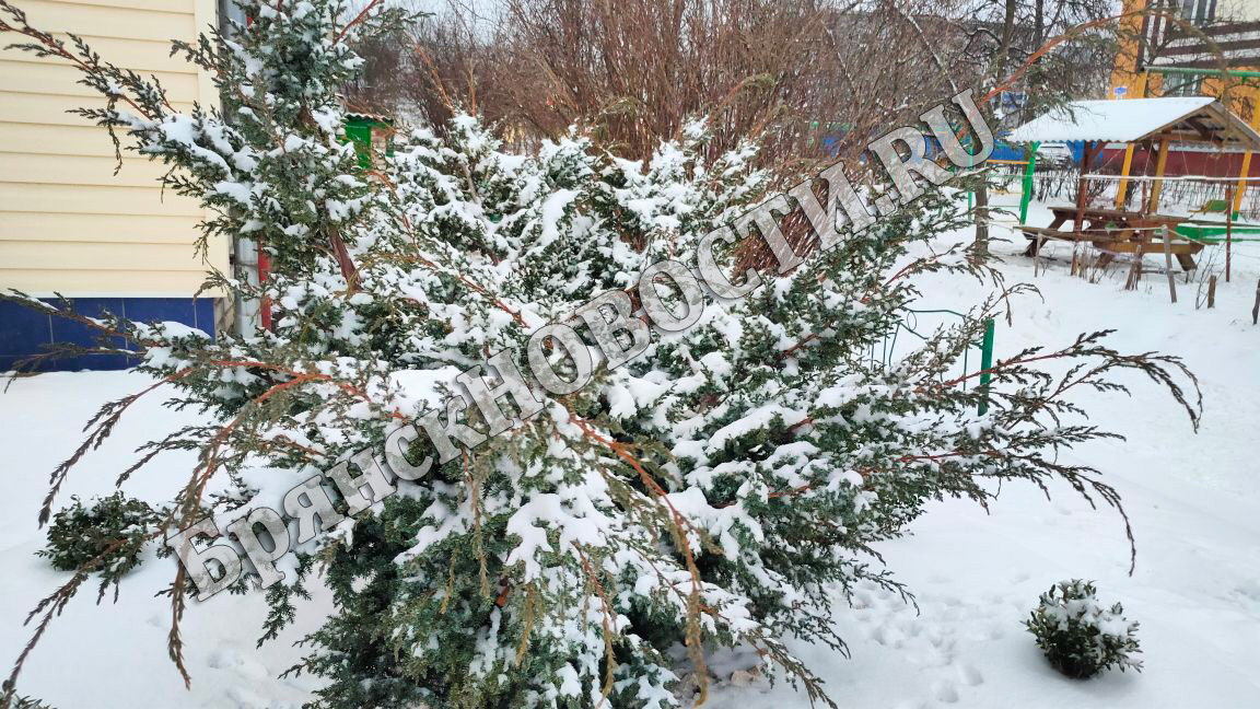 26 декабря на территории Брянской области местами небольшие осадки в виде снега и мокрого снега
