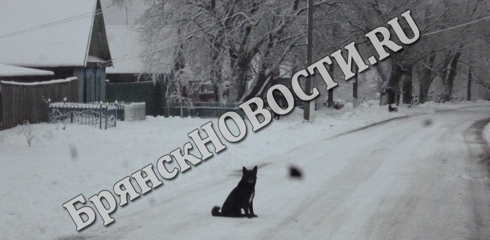 Снегопад, на дорогах гололедица в Брянской области