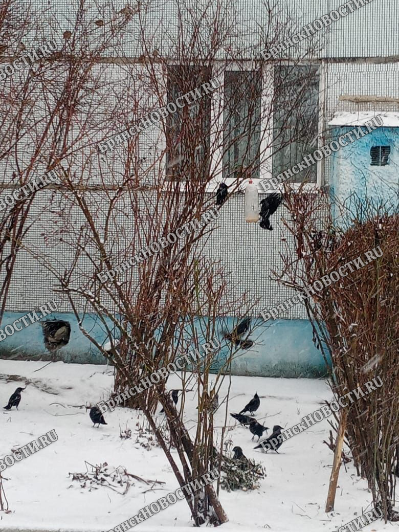 С началом февраля в Брянской области усиливаются морозы