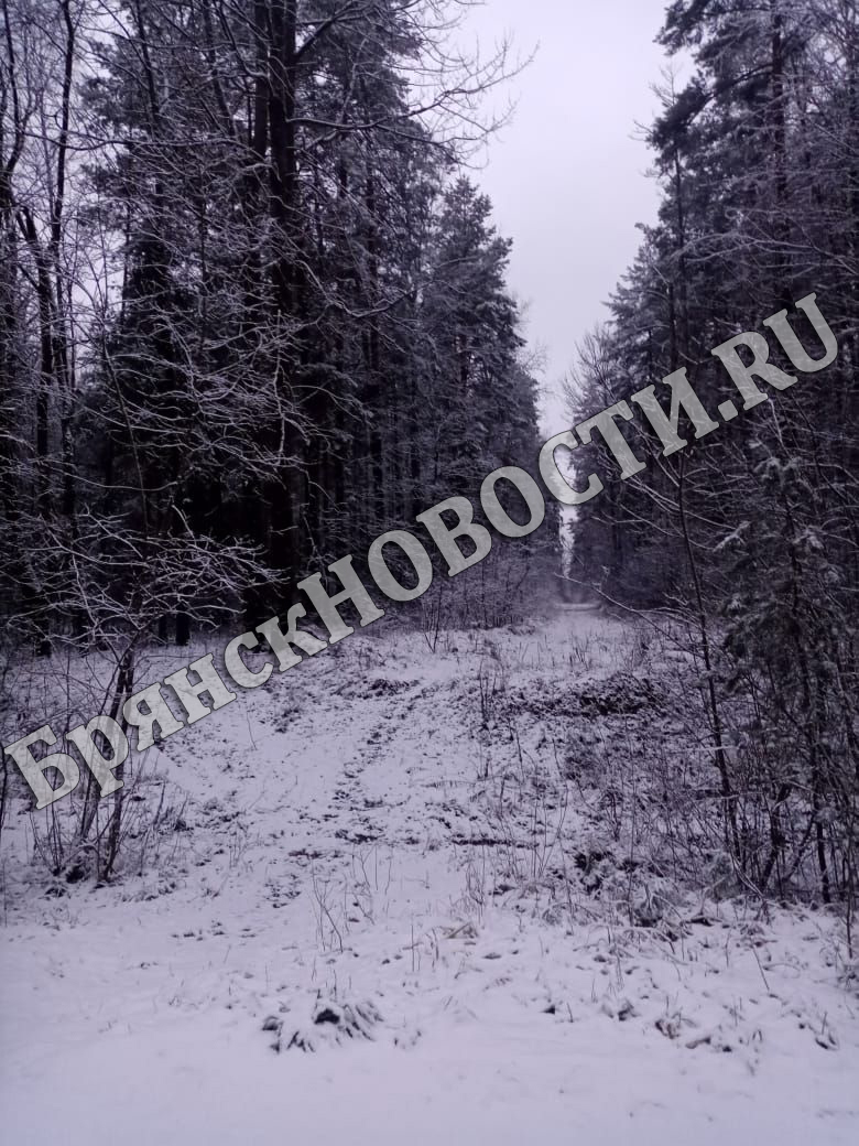 11 января на территории Брянской области без существенных осадков, на дорогах гололедица