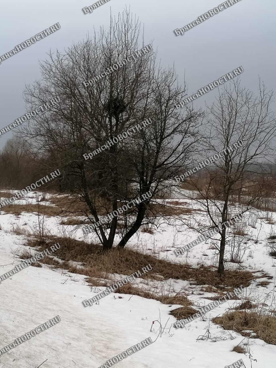 8 марта на территории Брянской области снег и гололедица