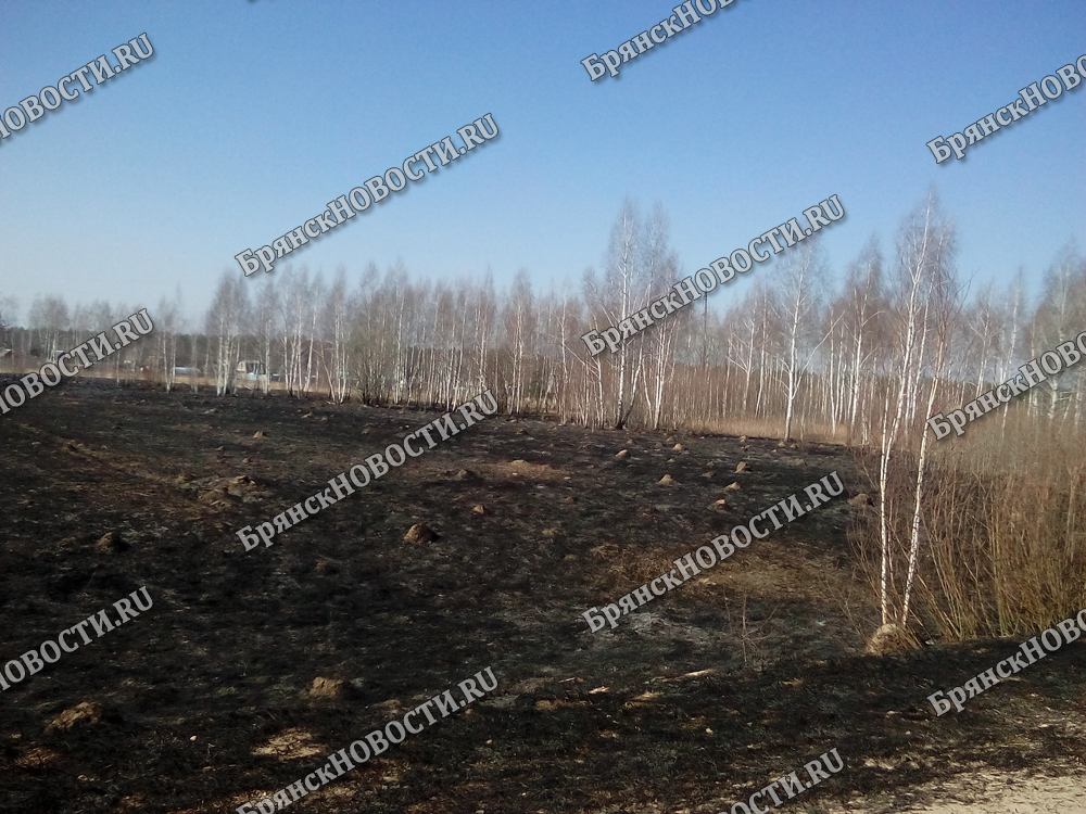 На окраине Новозыбкова горело 300 квадратных метров прошлогодней травы