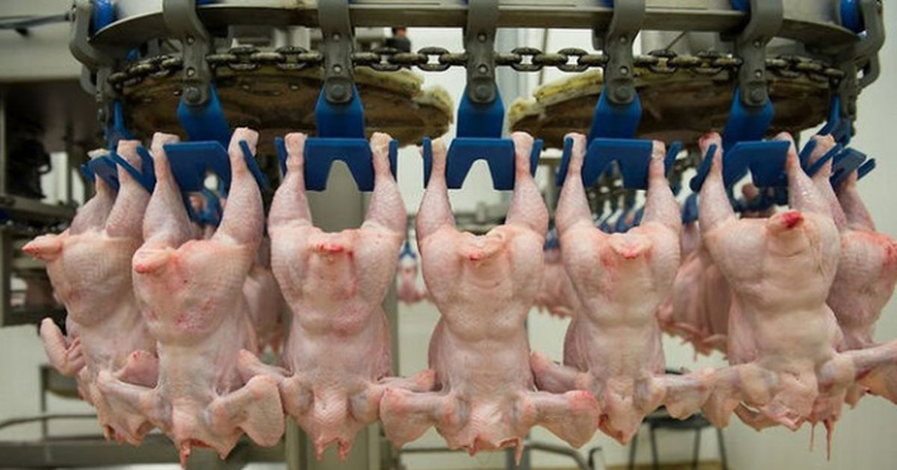 Цены на куриное мясо в Брянской области могут пойти на заморозку