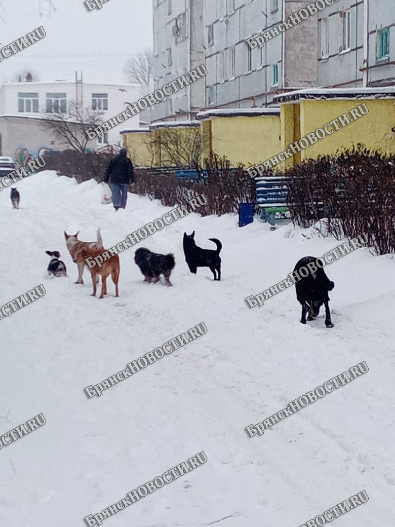 Не ждите ЧП: в Новозыбкове горожане обратили внимание на стаю собак •  Новозыбков.SU