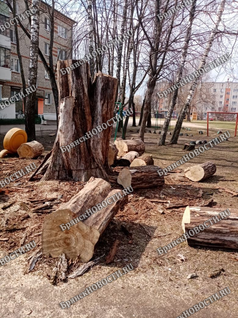 В Новозыбкове спилили огромное дерево у детсада • Новозыбков.SU