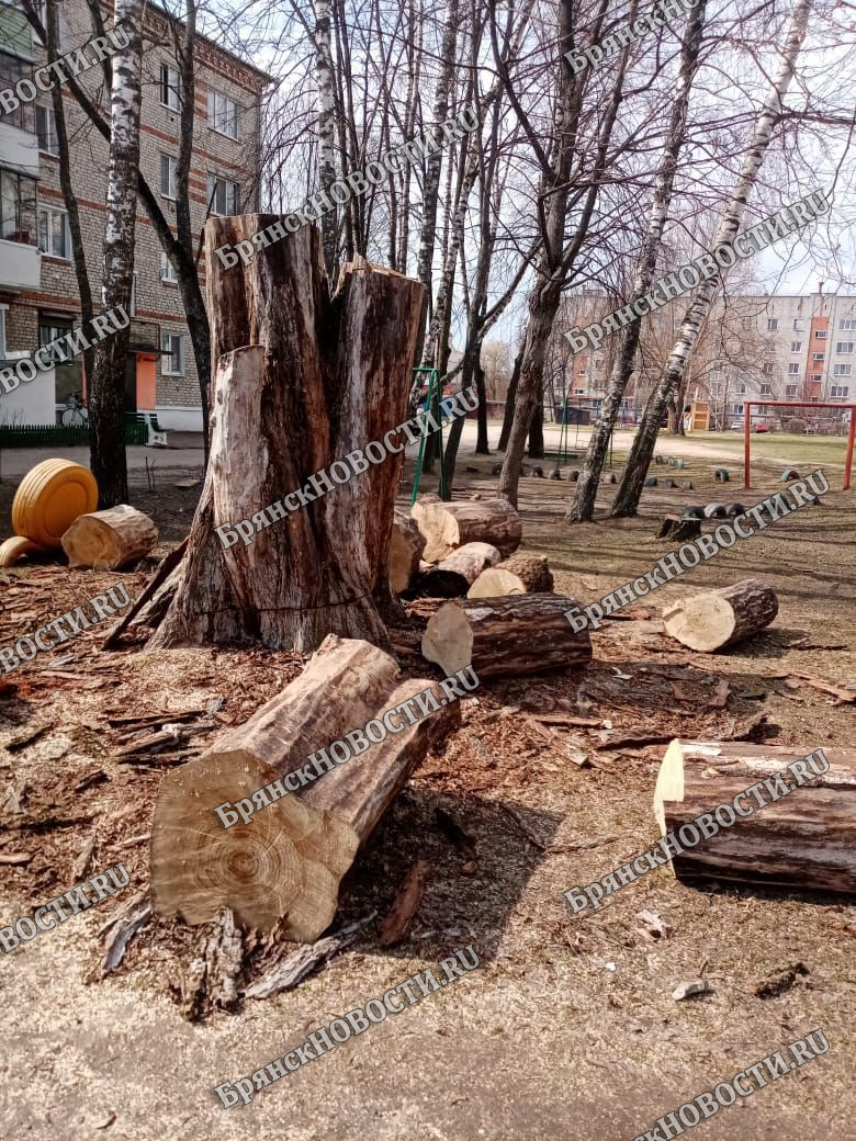 В Новозыбкове спилили огромное дерево у детсада
