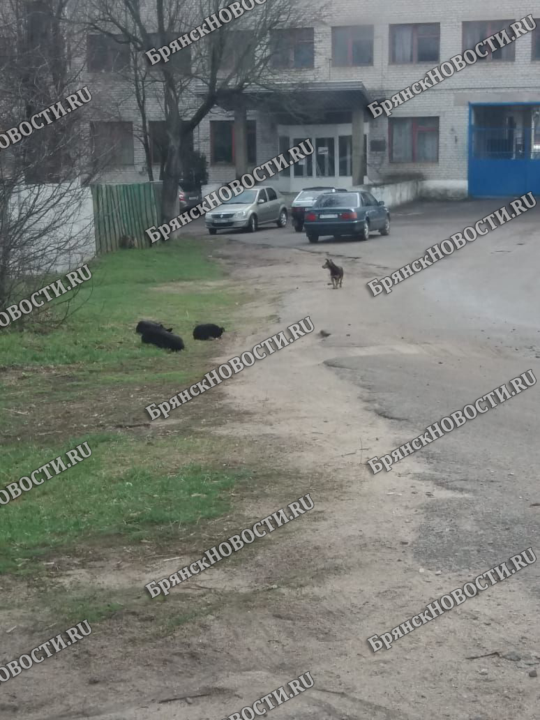 Не ждите ЧП: в Новозыбкове горожане обратили внимание на стаю собак