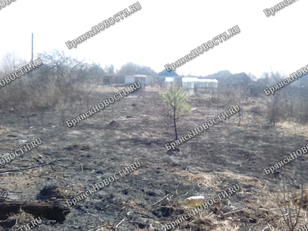 В Новозыбковском округе продолжает гореть сухая трава