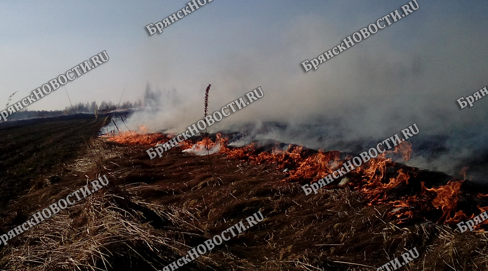 14 апреля в ЕДДС Новозыбкова зарегистрированы два случая возгорания сухой травы