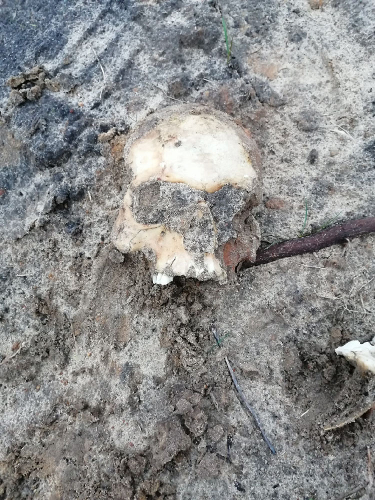 Жители села в Брянской области рассмотрели в земле черепа