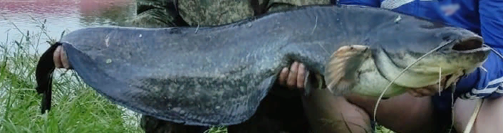 Рыбаки показали выловленных из озера в Новозыбкове монстров