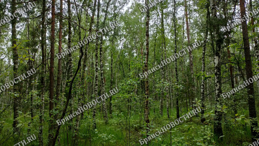 В Брянской области отменили ограничение пребывания граждан в лесах и въезда в них