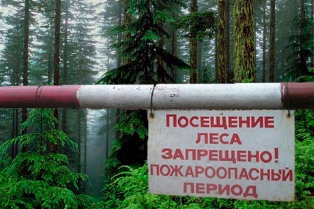 В Брянской области введен временный запрет на посещение лесов