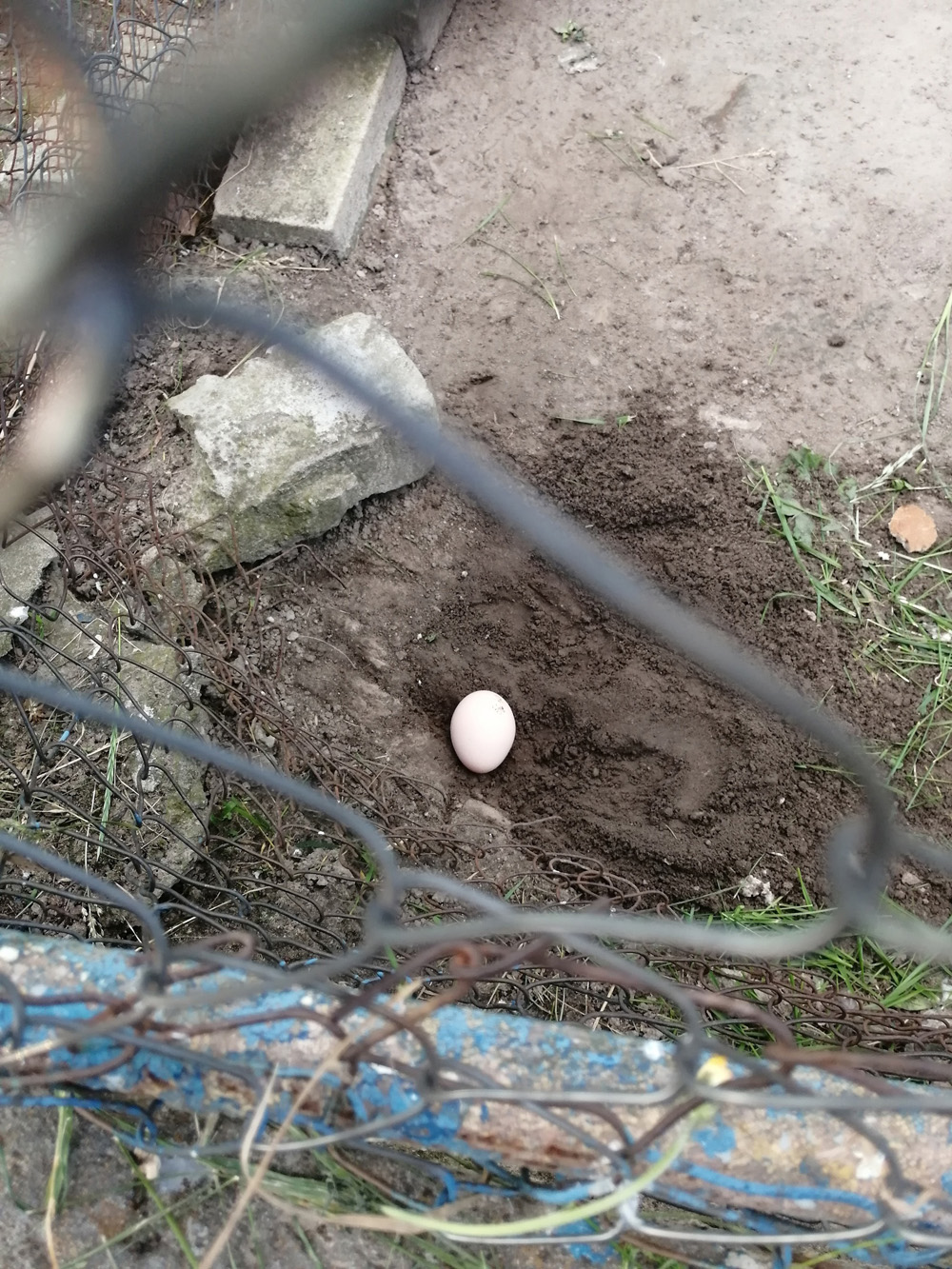 В Новозыбкове во время экскурсии в мини-зоопарке жители сделали редкий снимок павлиньего яйца