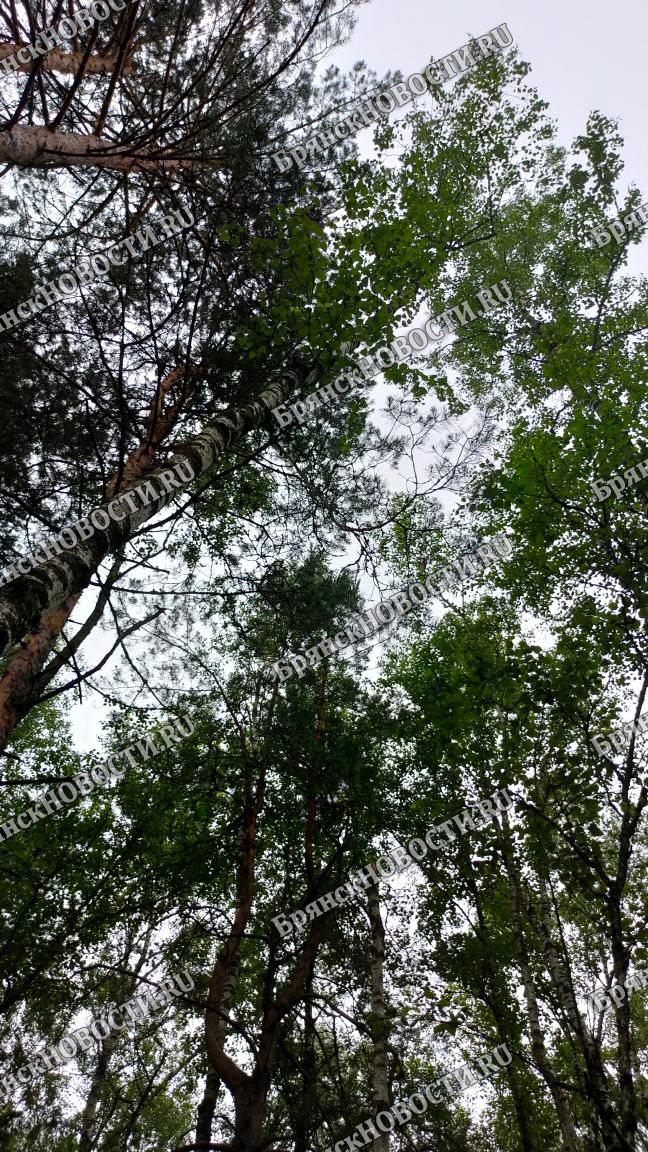 В Брянской области проходит оценка лесов
