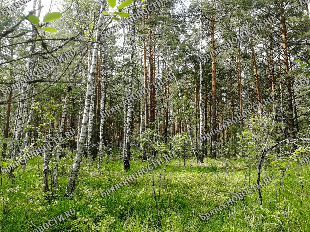 Брянская область на треть состоит из леса