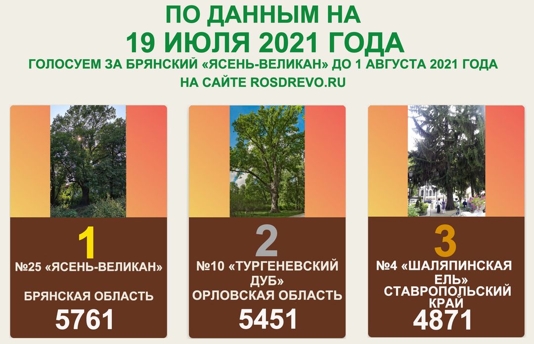 Брянский «Ясень-великан» лидирует в голосовании за звание «Российское дерево года 2021!»