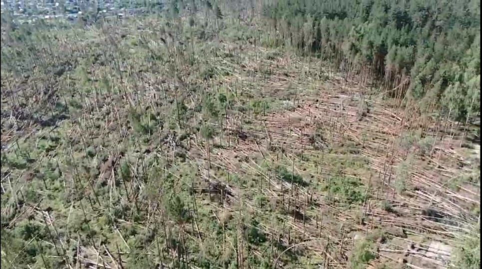 Мощный ураган «спилил» 620 гектаров брянского леса