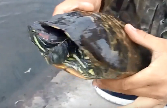 В Новозыбкове обеспокоились судьбой черепах в городском озере