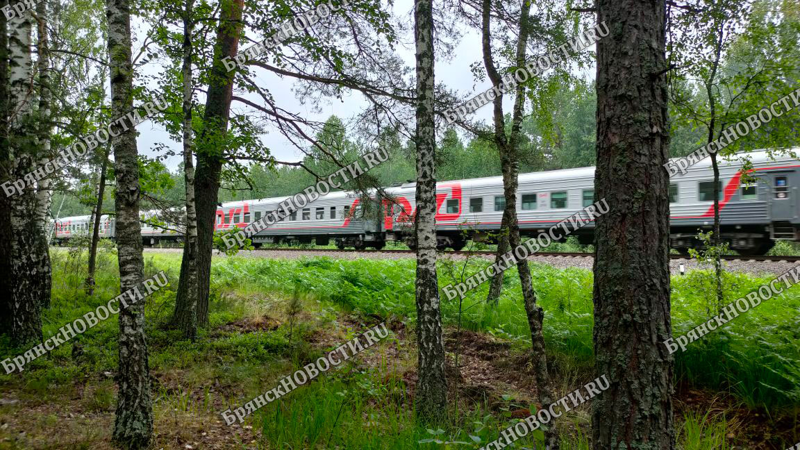 Ежедневно в Брянской области курсирует 47 пар пригородных поездов по 14 направлениям
