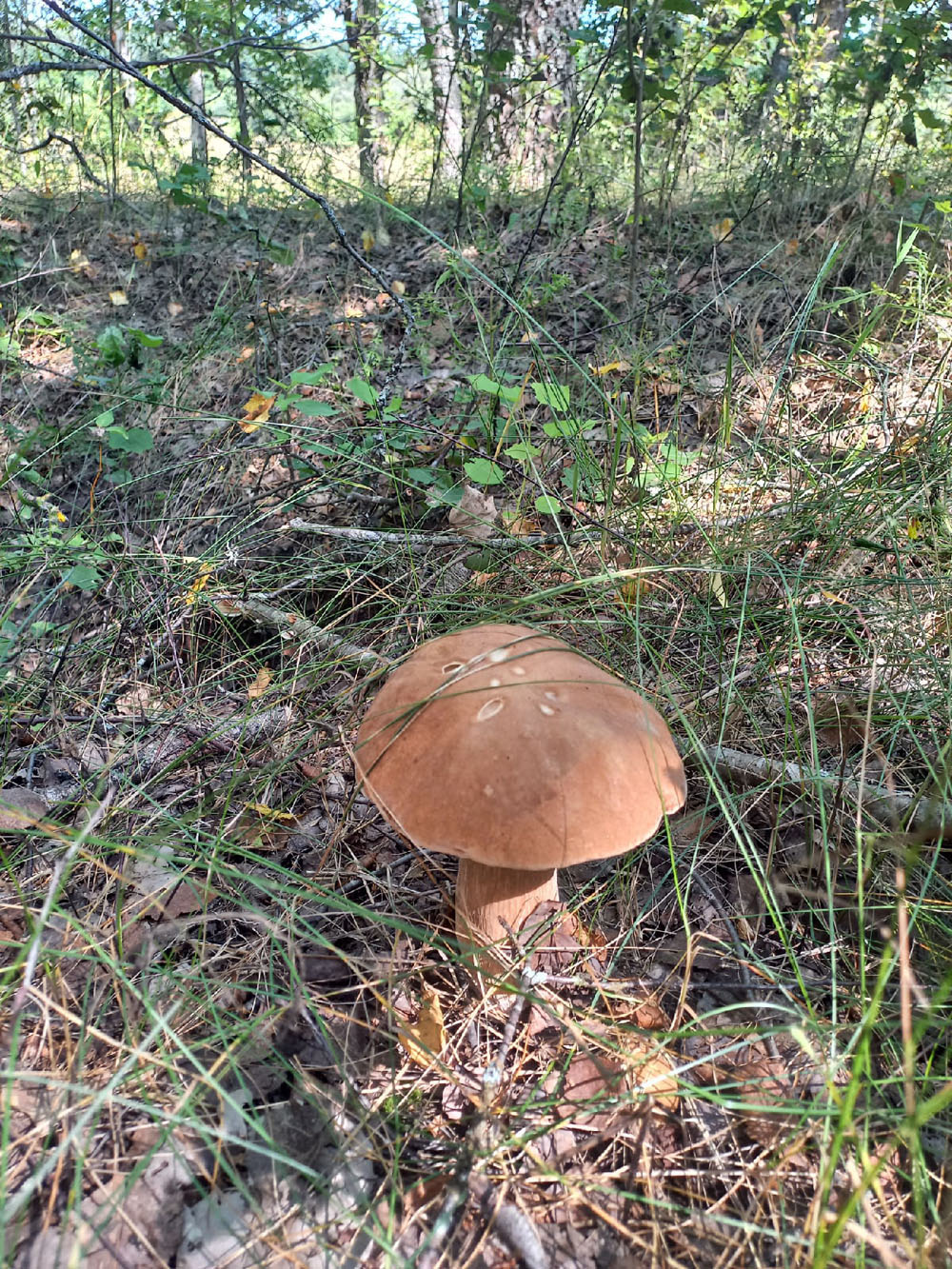 Красавцы. В брянских лесах пошли грибы
