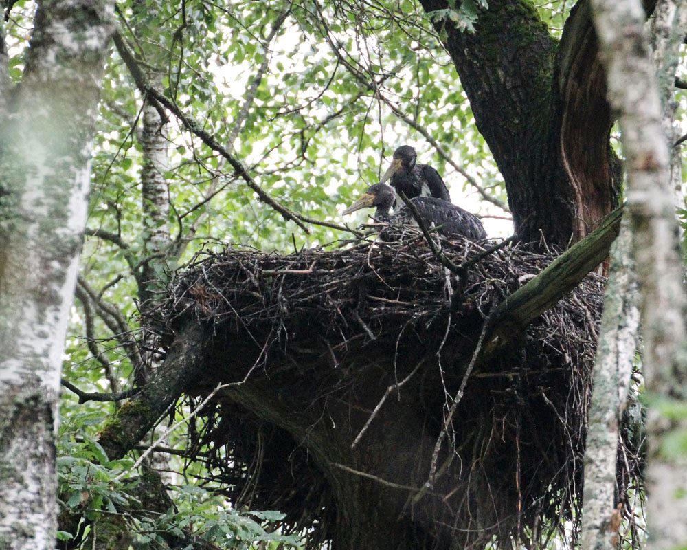 Орнитологи спасли от вырубки часть брянского леса, где поселилась семья черного аиста