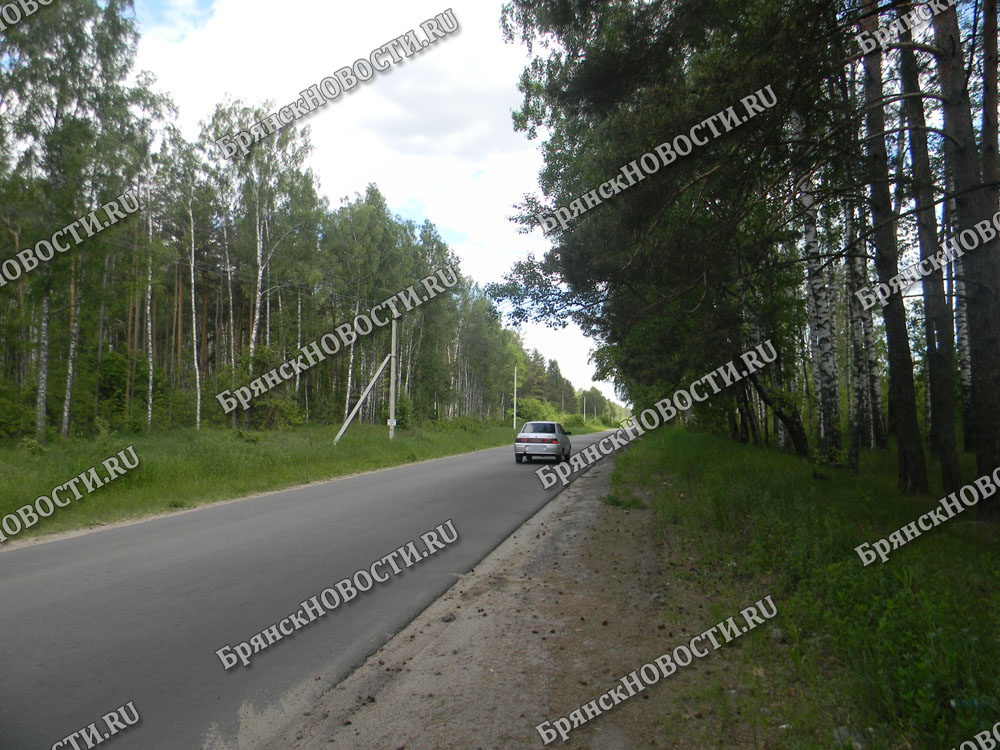 Упавшее дерево перегородило дорогу в Новозыбкове