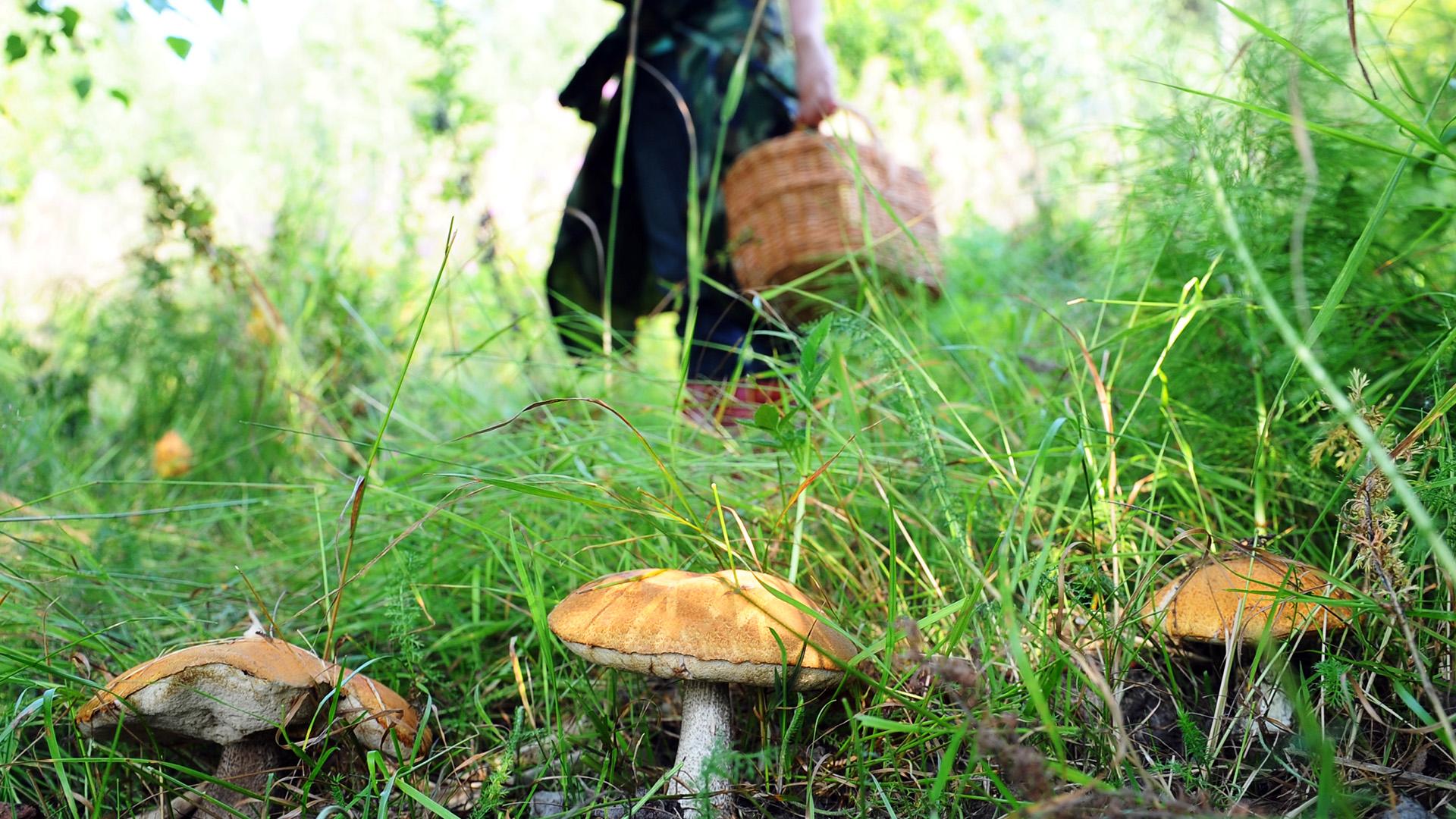 В лесу под Новозыбковом на выходных заблудились две женщины