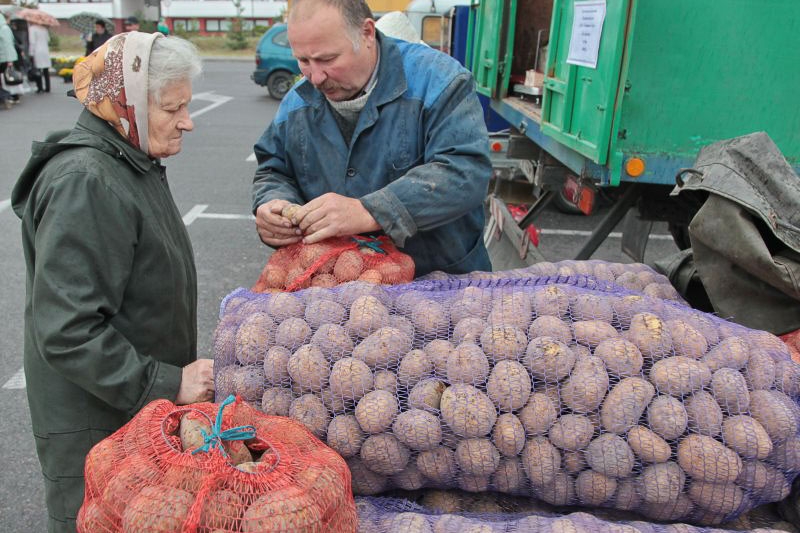 На вес золота: на картофельной Брянщине цены может сбить белорусская «бульба»