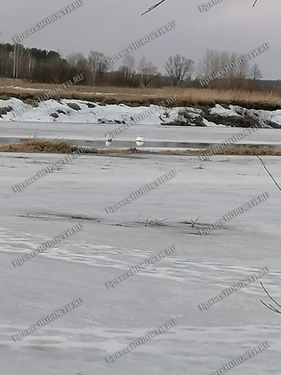 Четыре человека погибли, провалившись на тонком льду в Брянской области