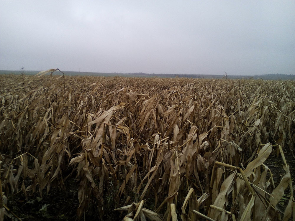 Аграрии в Новозыбкове рассказали, почему в ноябре кукуруза еще была на полях