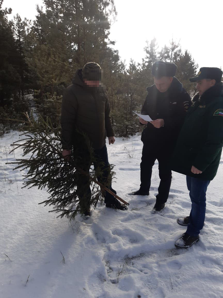 Охотникам за новогодними елками в Новозыбкове светит штраф до 500 тысяч рублей
