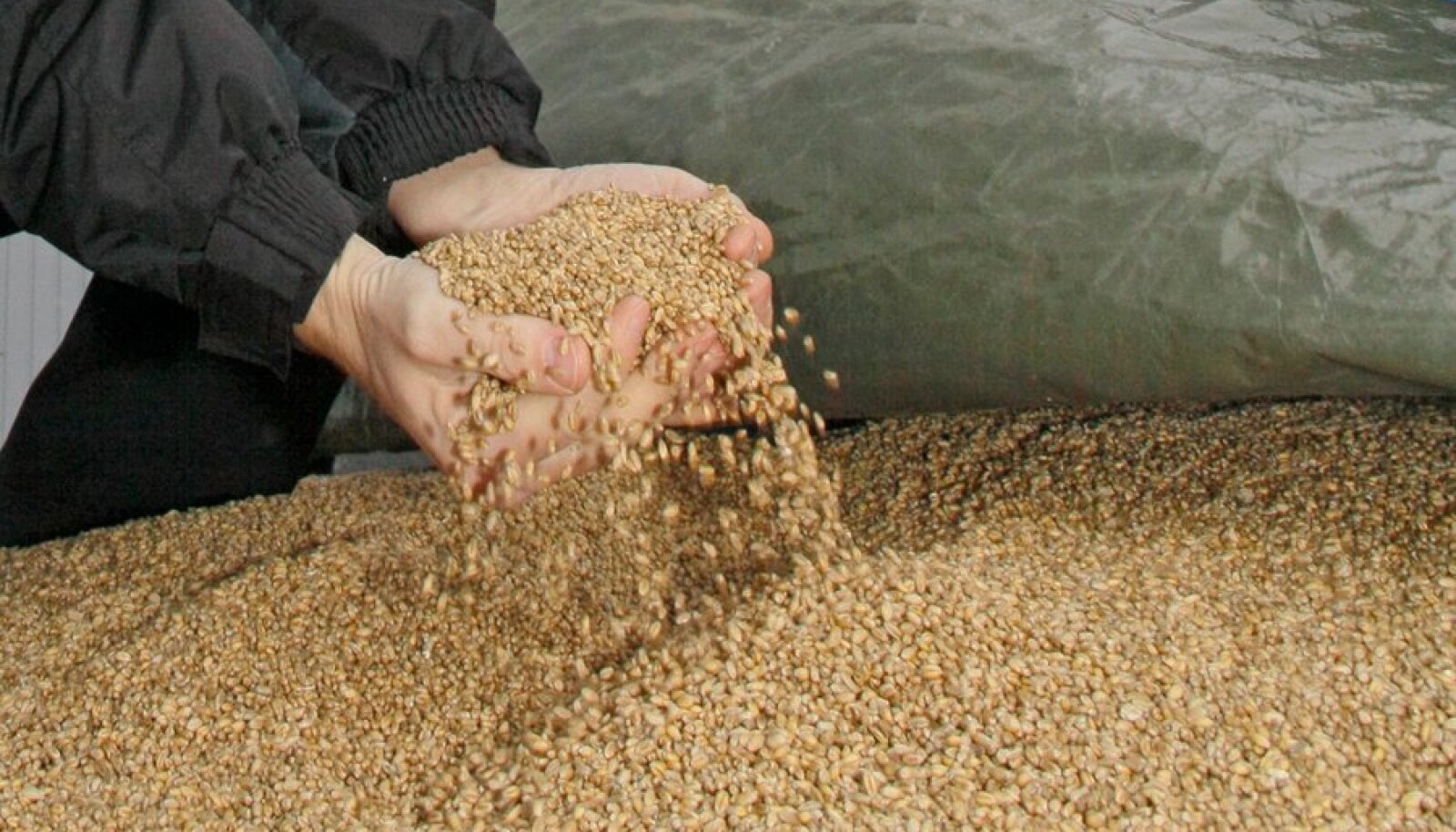 Россельхознадзор в Брянской области рассказал о качестве импортной муки и зерна