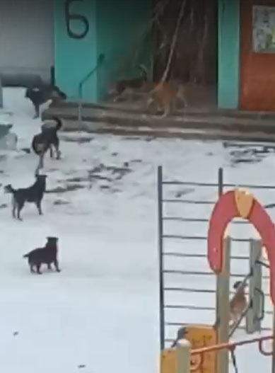 В Новозыбкове стая собак оккупировала детскую площадку