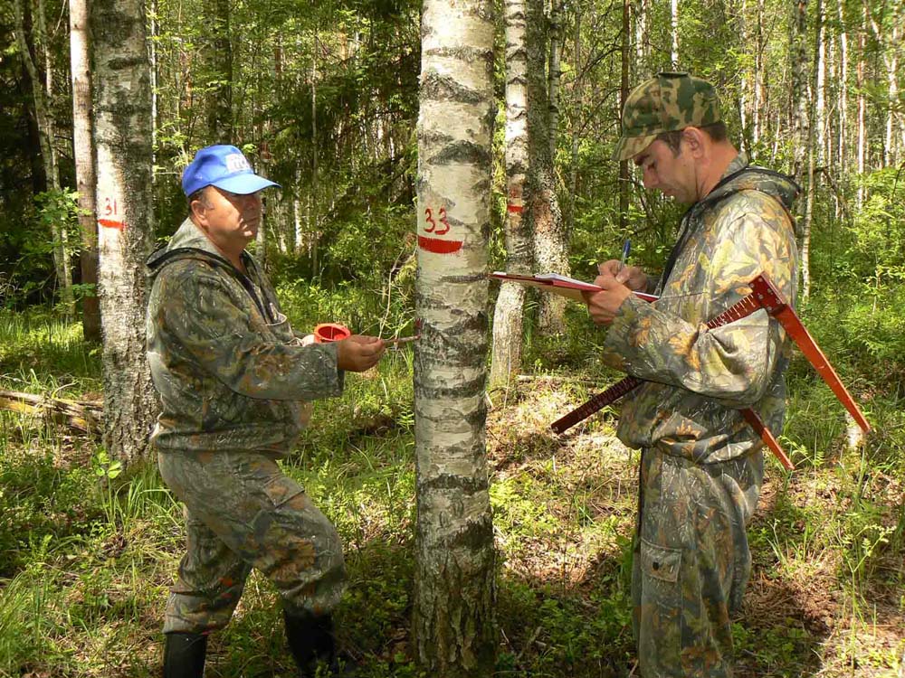 В Брянской области состояние лесов оценят по ста показателям