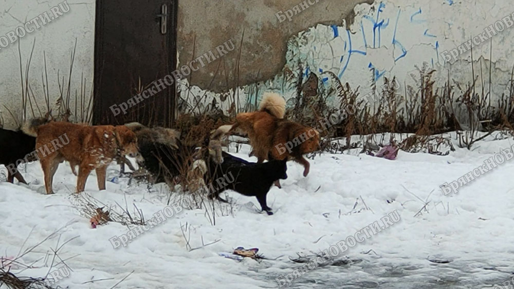 Собачья стая в центре Новозыбкова