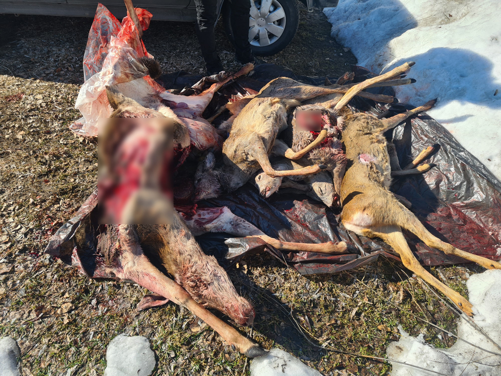 Убитых оленя и пять косуль везли в багажнике авто по трассе в Брянской области