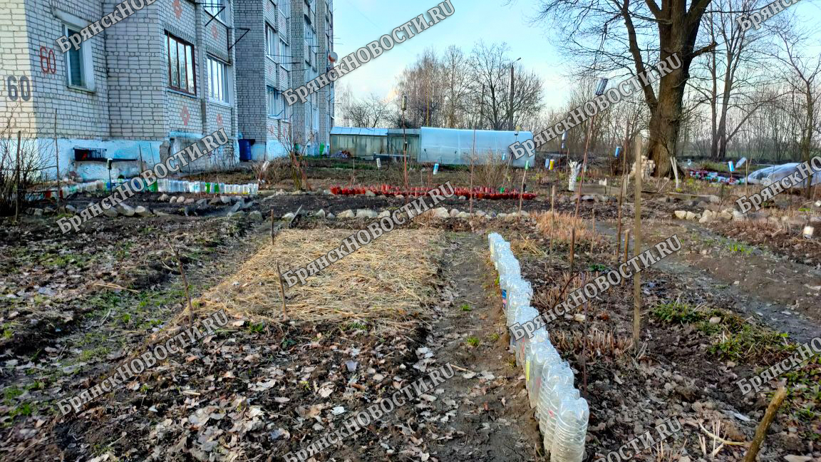 Большинство владельцев дач, огородов и частных домов в Брянской области будут сажать картофель