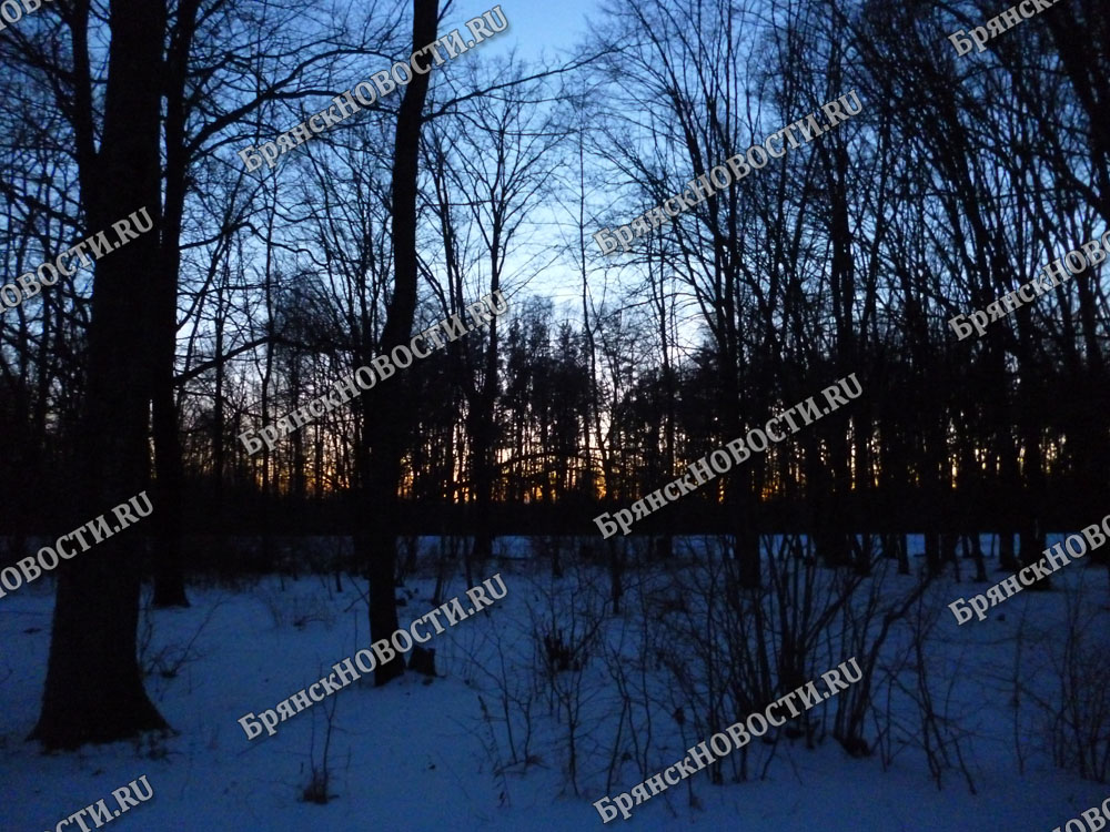 Жители Новозыбкова обнаружили «целый парк» аварийных деревьев