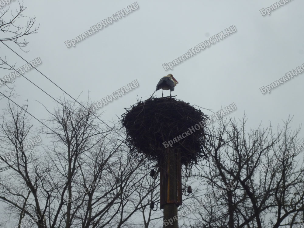В Новозыбковском районе гнезда аистов не остались пустовать