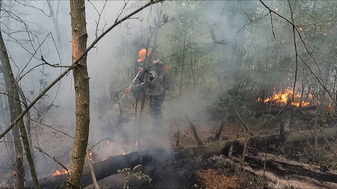 Виновник самого крупного лесного пожара в Брянской области выплатил почти три миллиона рублей