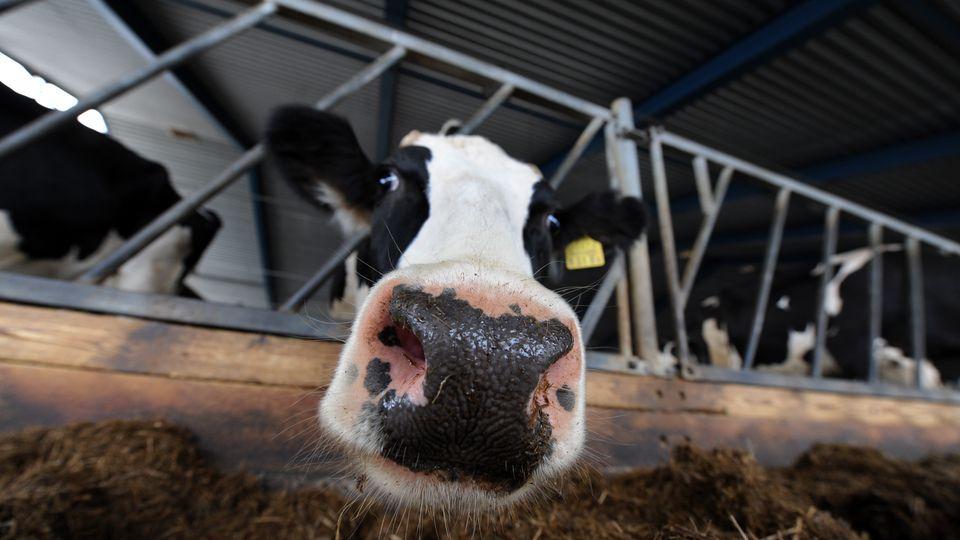 «Проще продать коров?» Молочное животноводство в Брянской области прижали штрафами