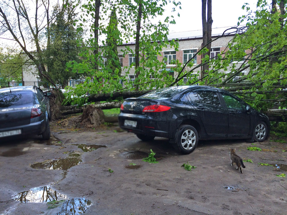 Летающий шифер и падающие деревья повредили в Новозыбкове не менее семи автомобилей
