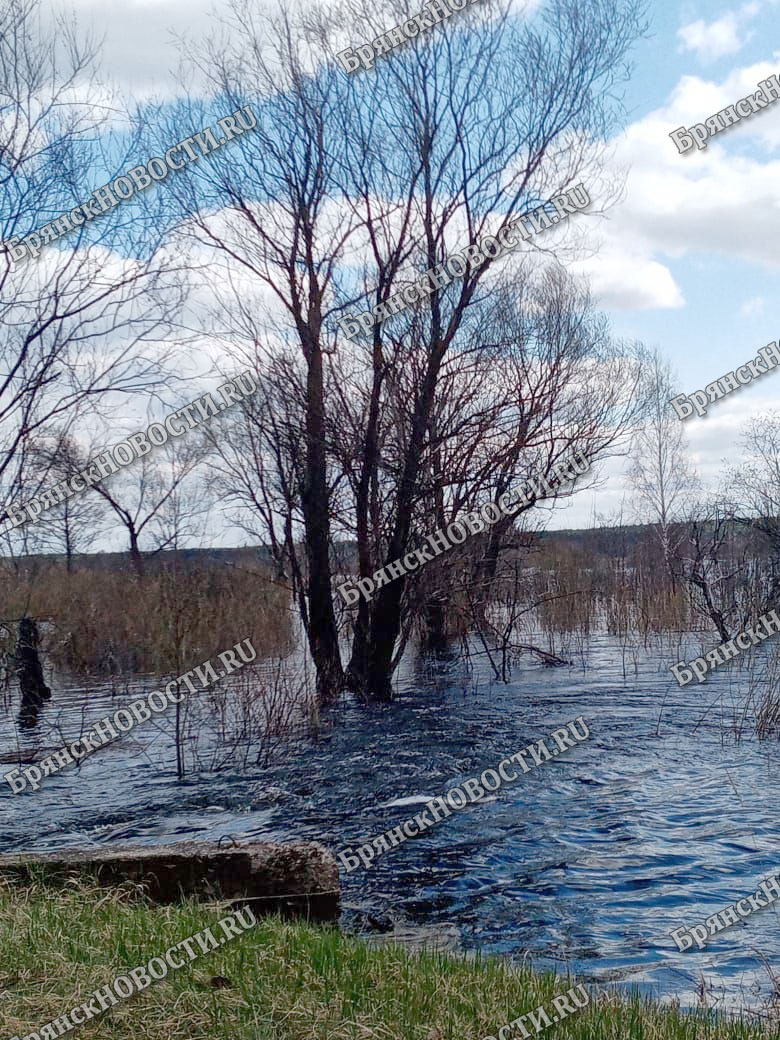 Уровень воды в ипути на сегодня. Ипуть разлив. Начало наводнения. Перевоз Новозыбковский район разлив. Разлив в селе Керша.