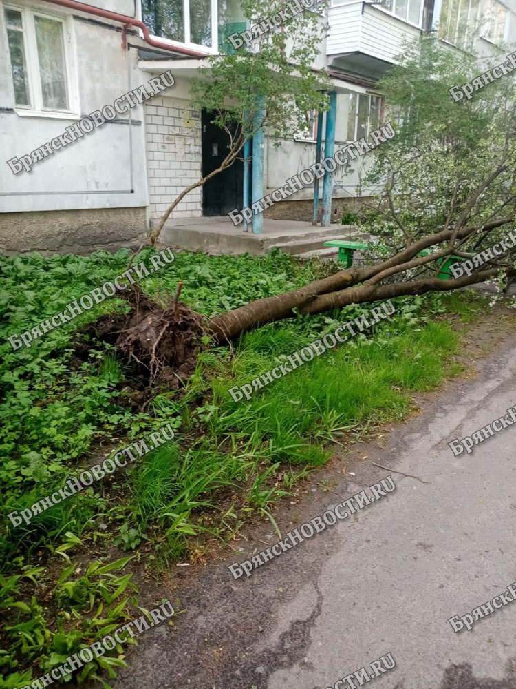 В Новозыбковском округе полностью восстановили нарушенное ураганом энергоснабжение