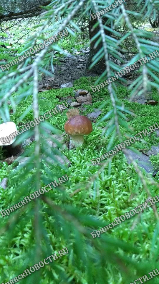На Брянскую область идут дожди… грибные