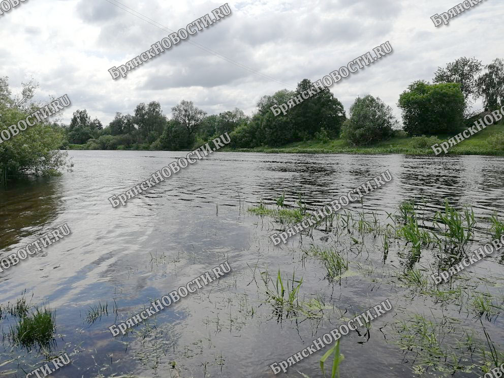 Разлив Ипути в Новозыбковском районе начинает терять широту