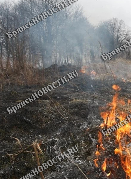 Вчера в Новозыбковском округе потушили два природных пожара